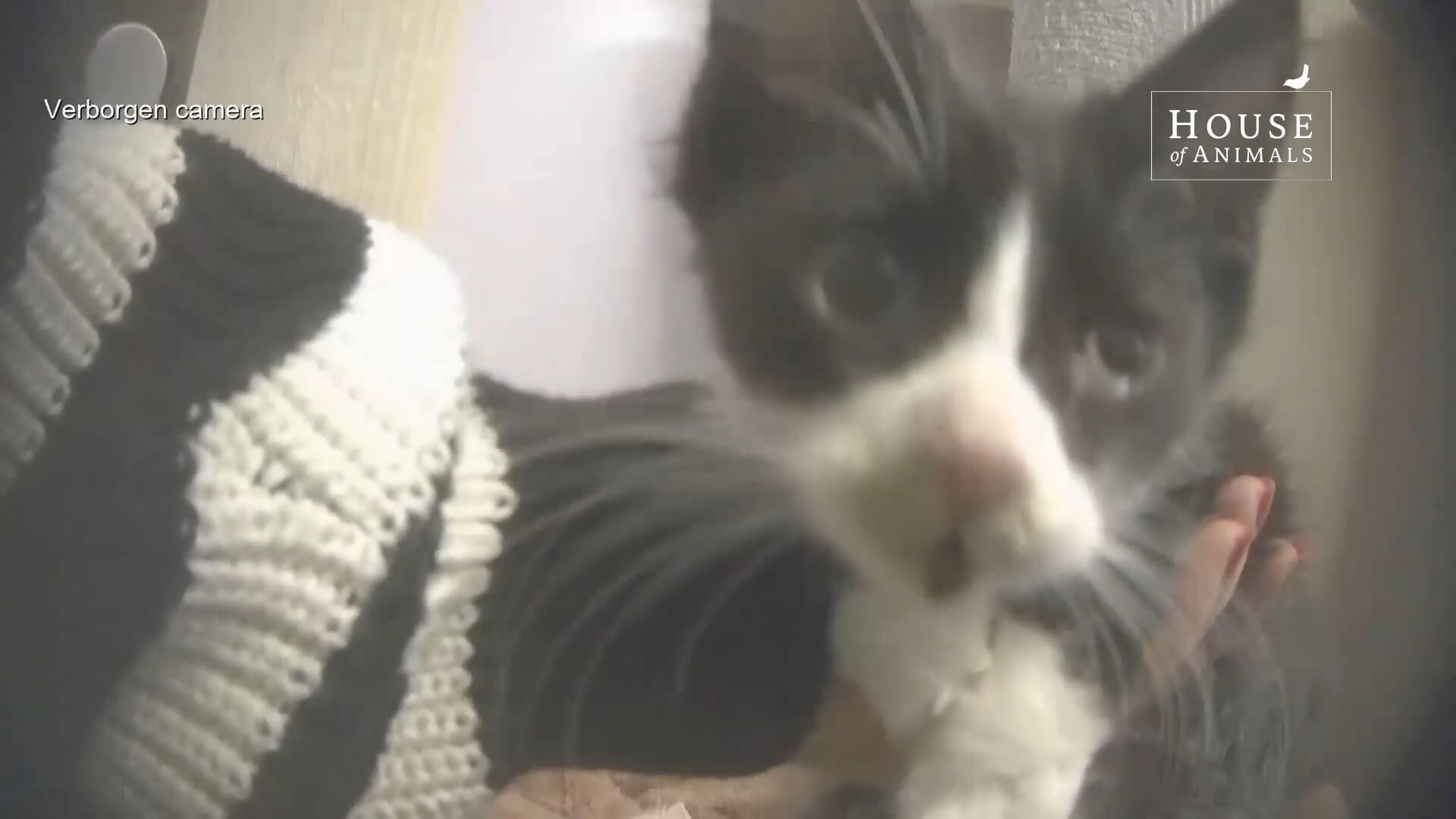 Zieke en magere kittens bij kattenfokkers Zeger en Bianca