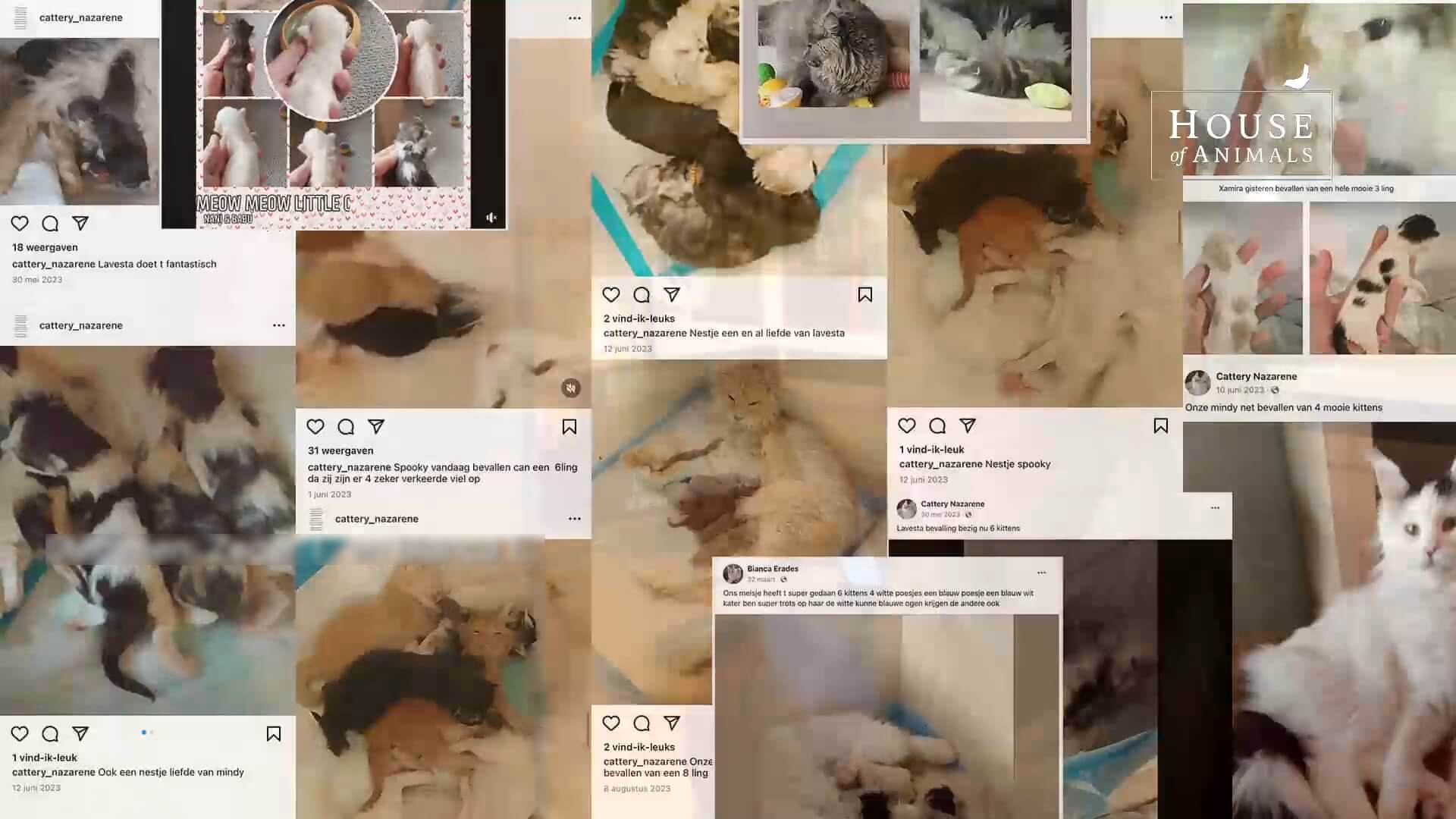 Zieke en magere kittens bij broodfokker Cattery Nazarene