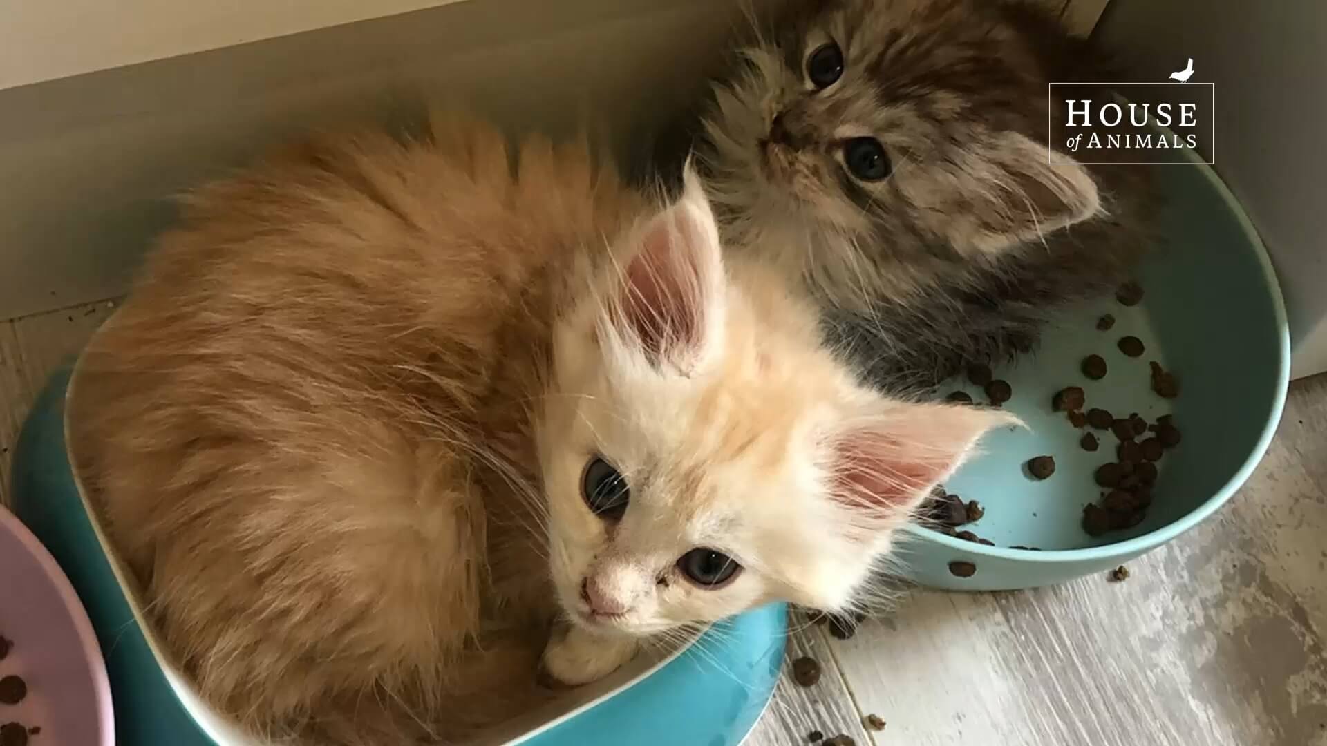 Zieke en magere kittens bij broodfokker Cattery Nazarene
