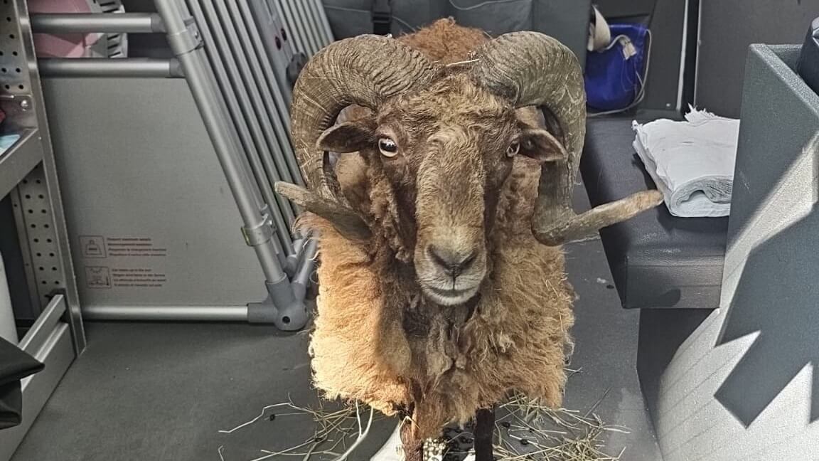 Wie dumpte deze Soay ram bij de Oostvaardersplassen
