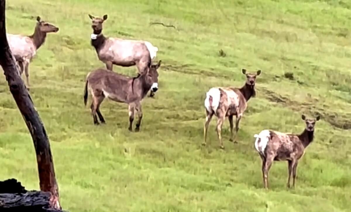 Verloren ezel Diesel leeft bij kudde elanden