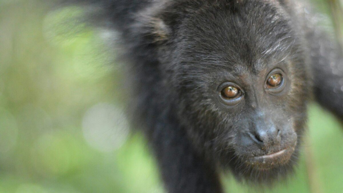 Hittegolf en droogte in Mexico verwoestend voor dieren