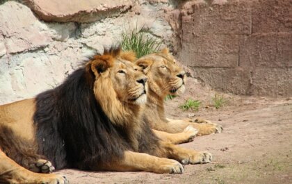 Safariparkeigenaar Aspinall wil einde traditionele dierentuinen