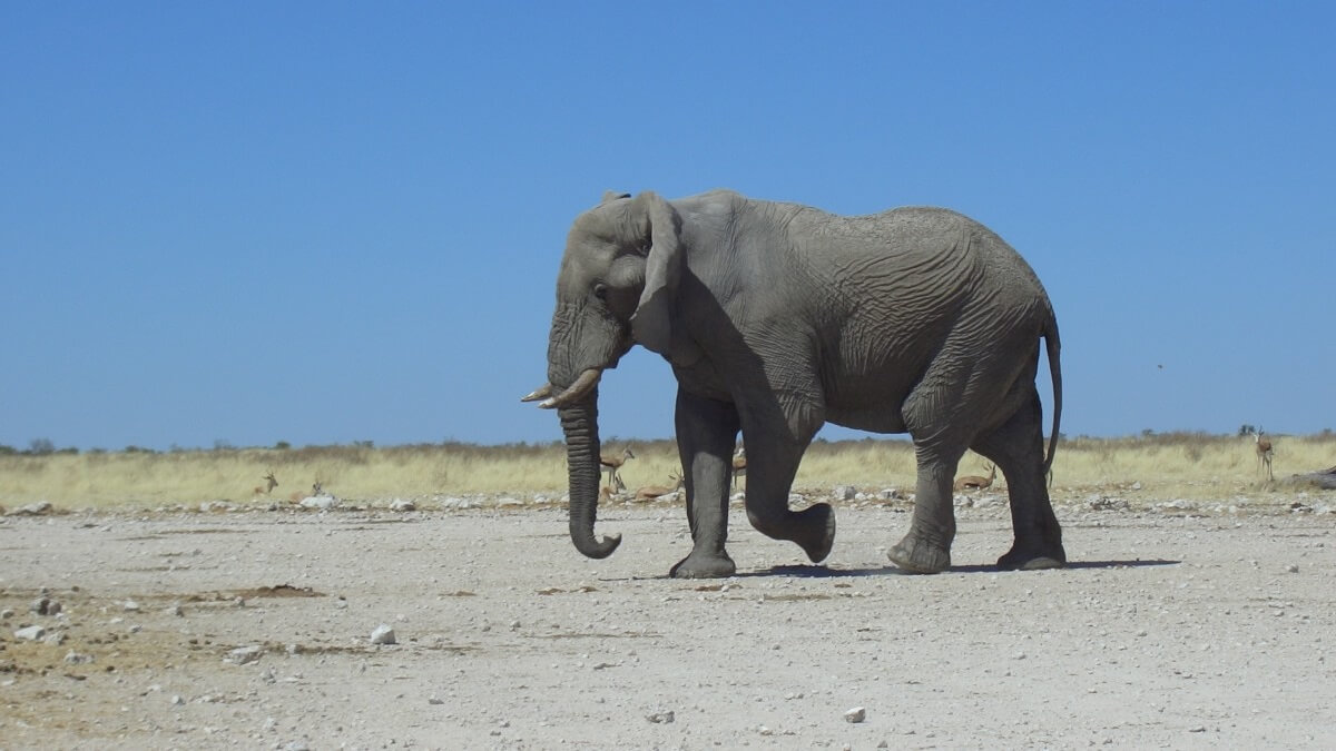 Twee grote Nigeriaanse ivoorhandelaren gearresteerd