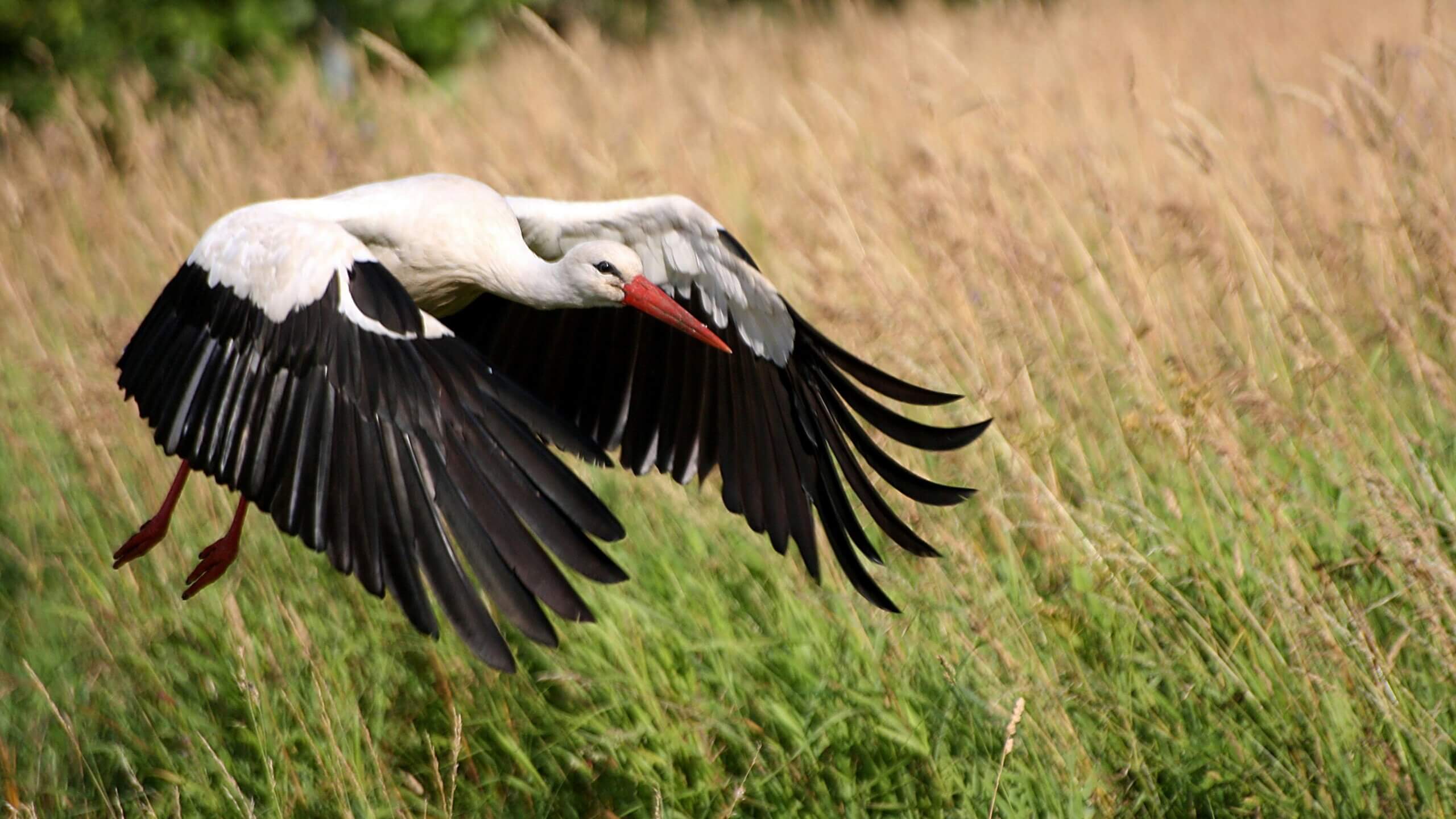 Ooievaar na 600 jaar gespot in Cheshire