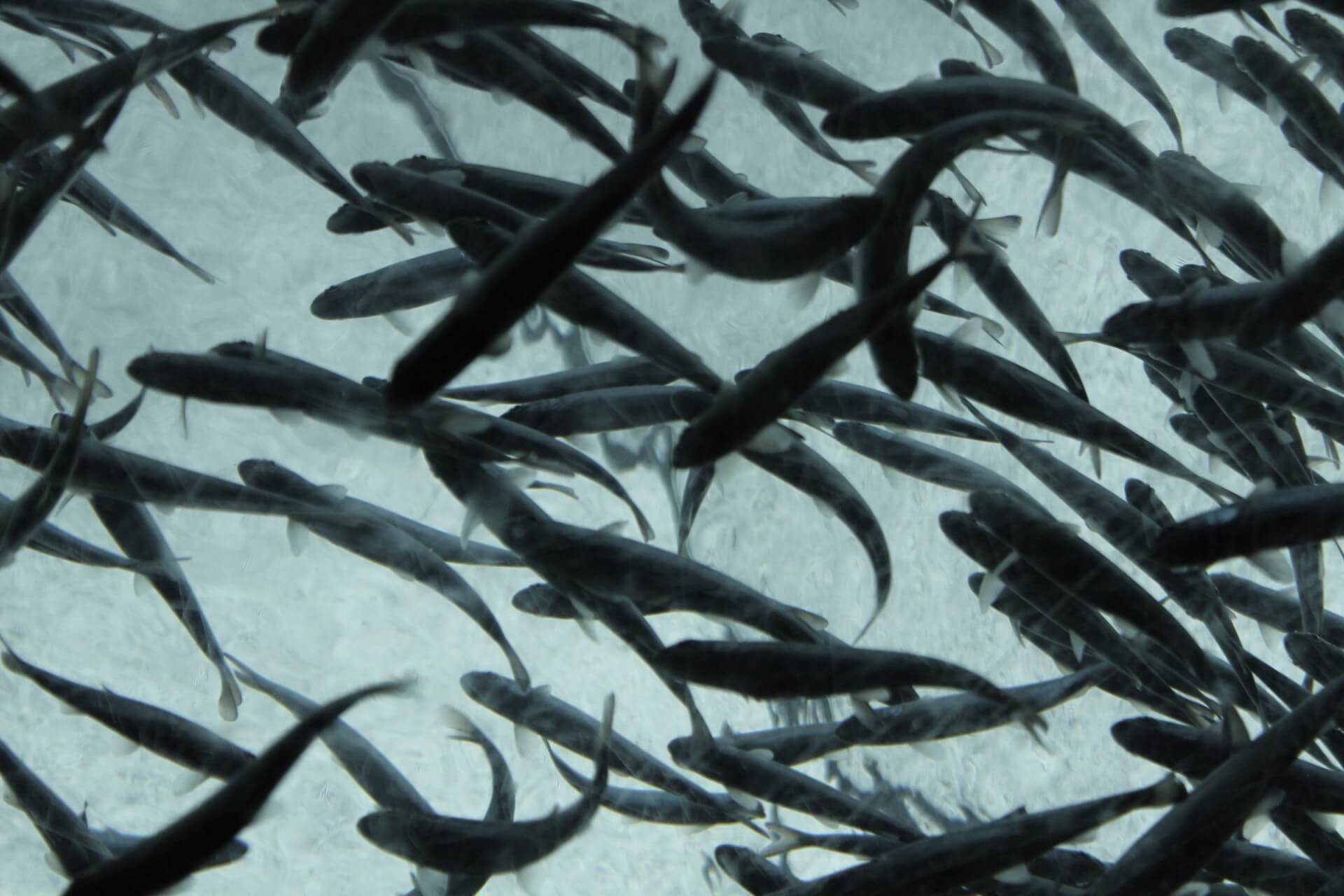 Illegale vismethoden bedreigen vis in Sierra Leone