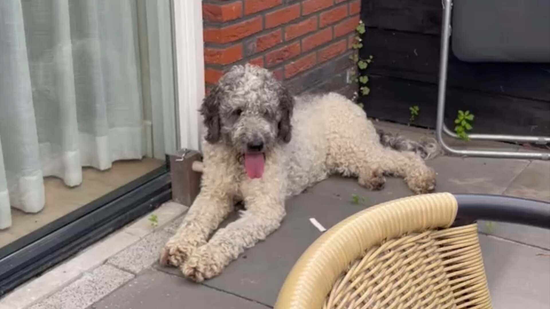 Bert’s curator laat nog meer dierenleed toe