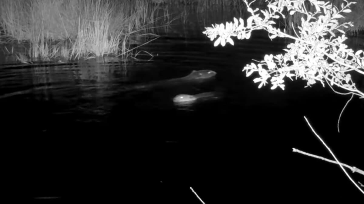 babybever geboren in Northumberland