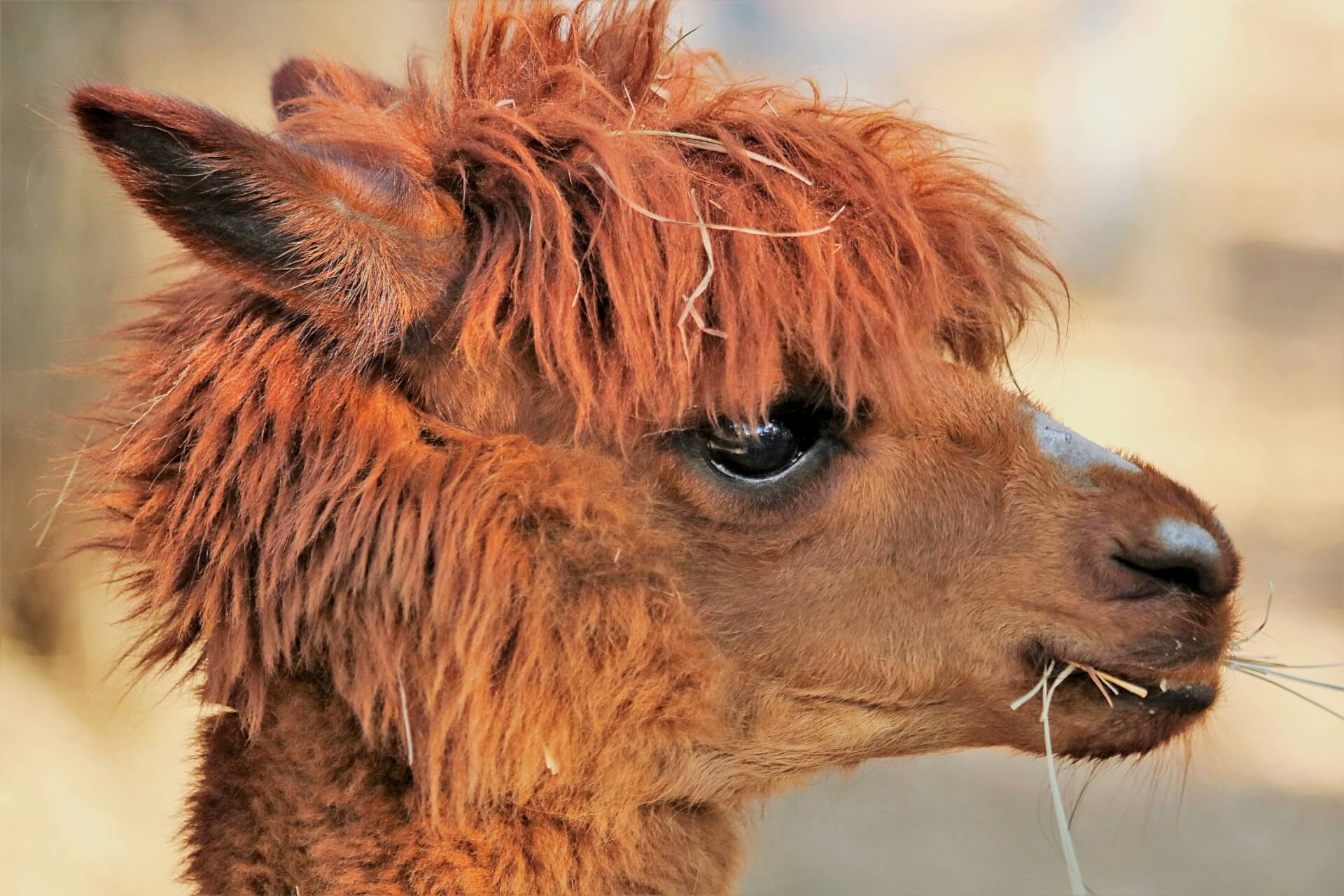 Huis- en hobbydierenlijst voor zoogdieren van kracht