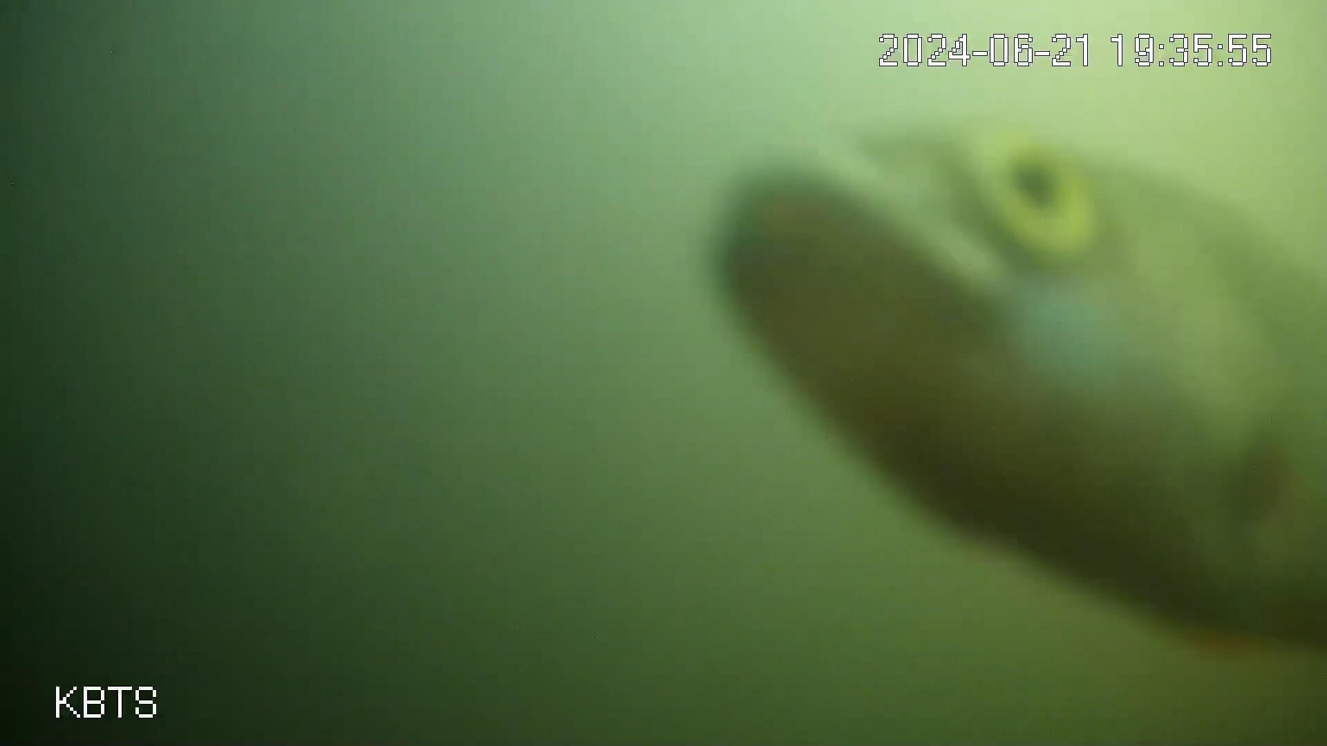 Visdeurbel in Utrecht scoorde als een tierelier