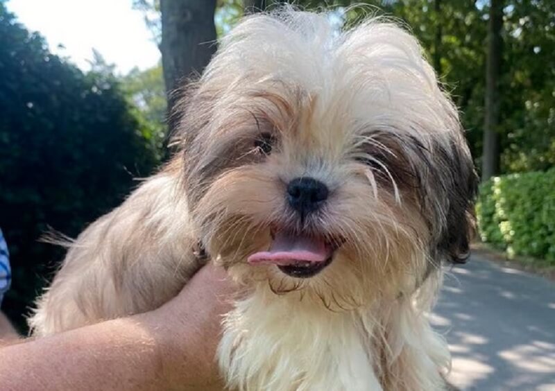 Horrorfokker uit Eersel zet puppyhandel voort in België