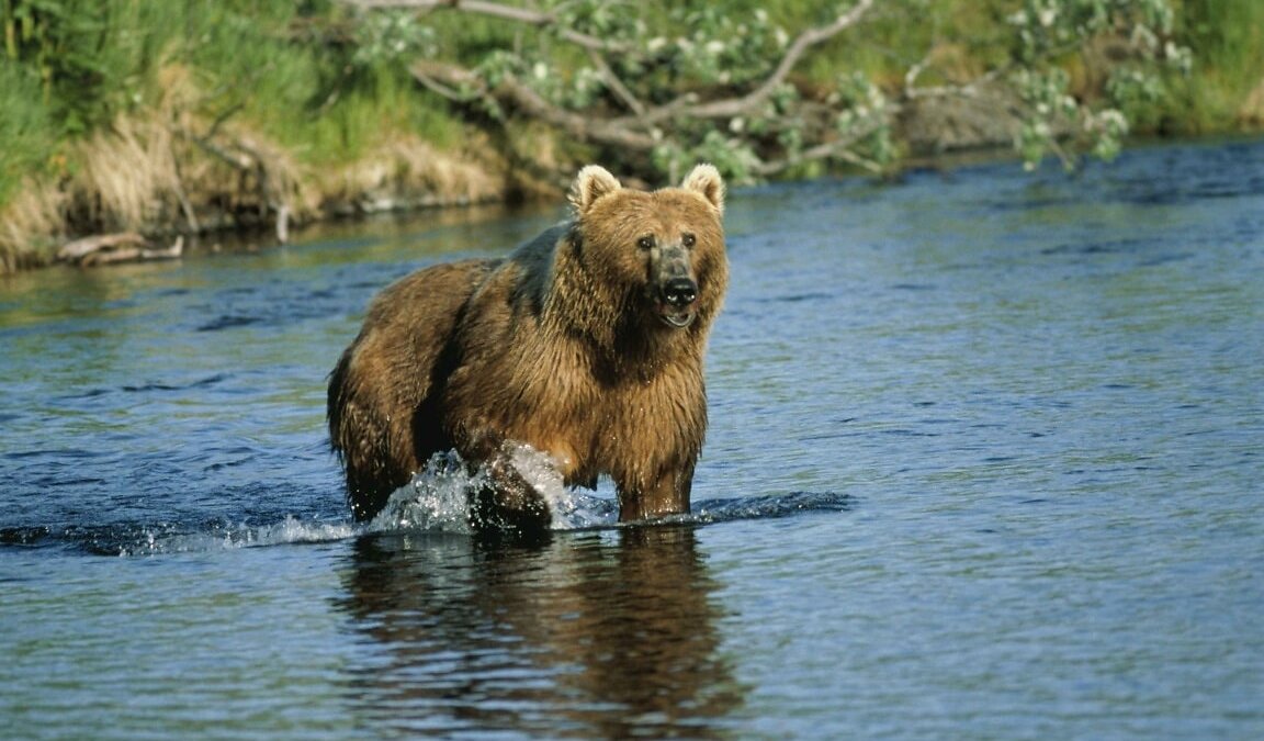Zweden laat bijna 500 bruine beren afmaken in trofeejacht