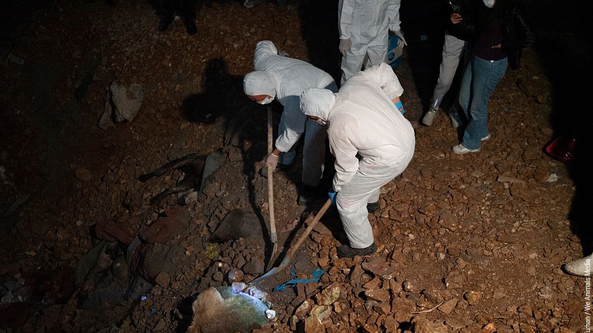 massagraven met honden