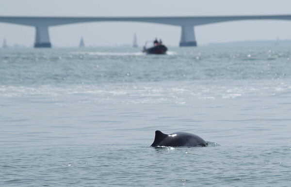 De Tata-slak ligt ook in het zwemwater van bruinvissen