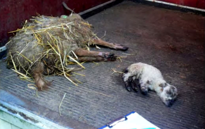 Foto uit rapportage NVWA verkregen via Woo-verzoek door House of Animals