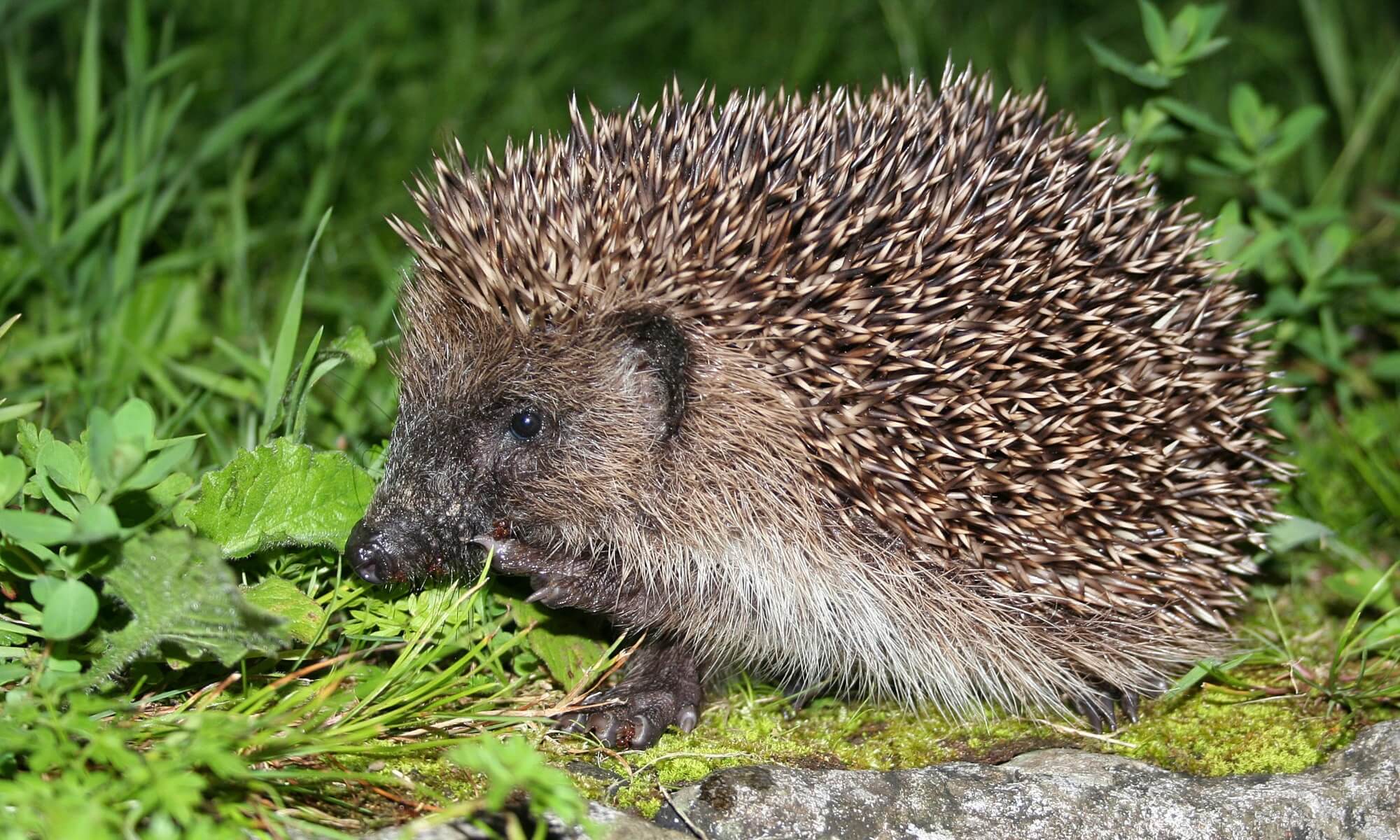 Het Egelweekend komt eraan, tel je mee?