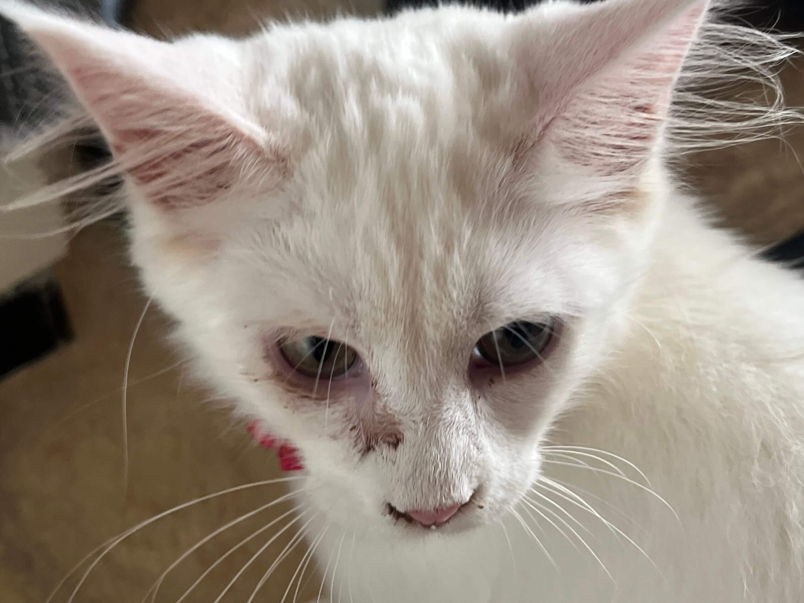 Zieke en magere kittens bij kattenfokkers Zeger en Bianca