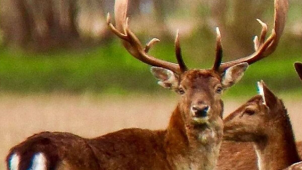 Wie onthoofdde damhert De Grote Man in Hoeksche Waard?