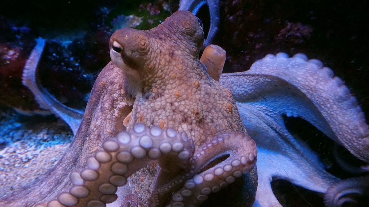 eerste octopuskwekerij