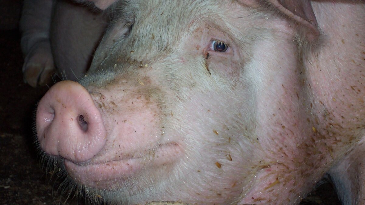 Wiersma draait met taserverbod in vee-industrie