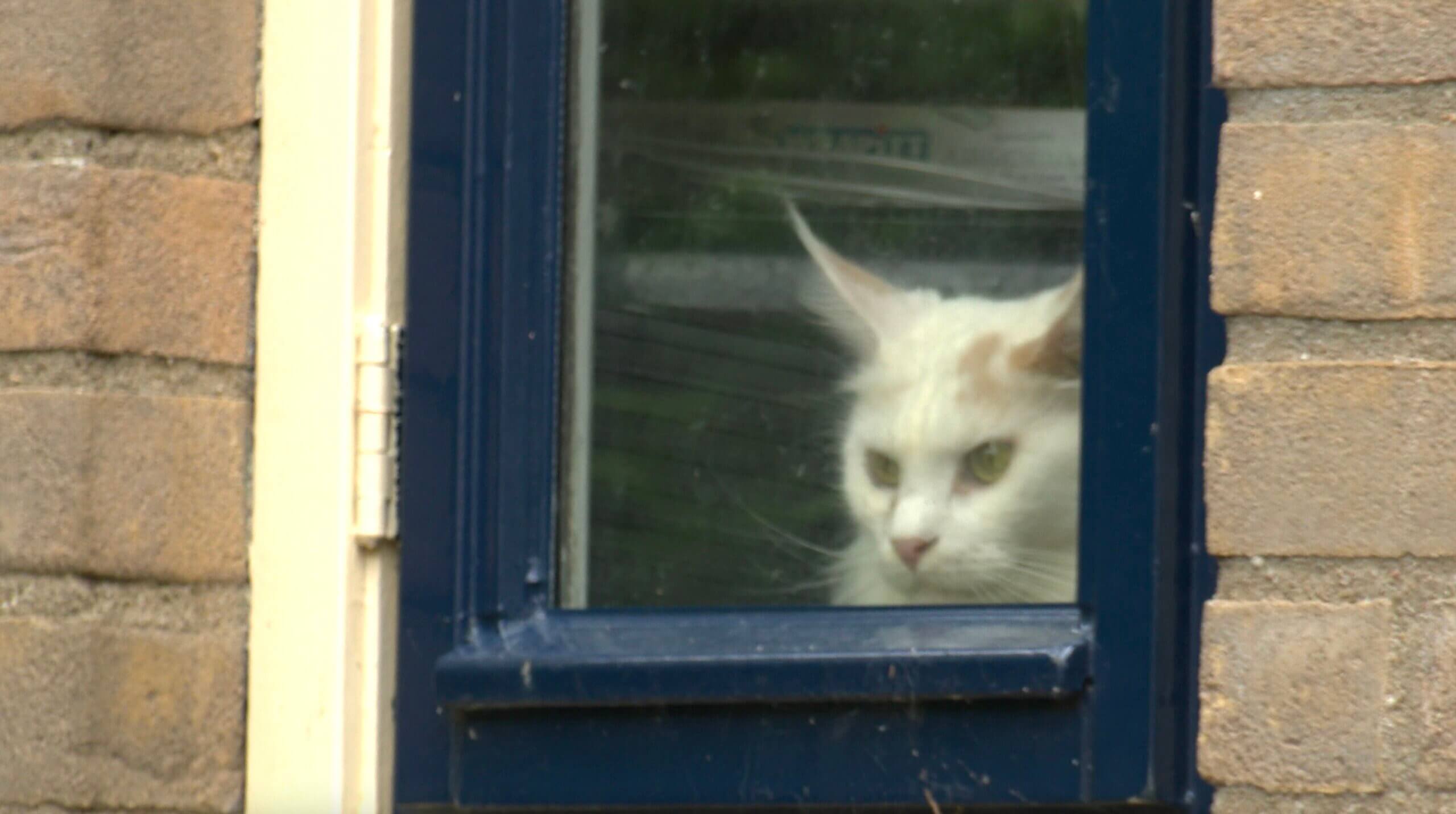 Opnieuw hartverscheurend leed bij Kattenfokster met houdverbod