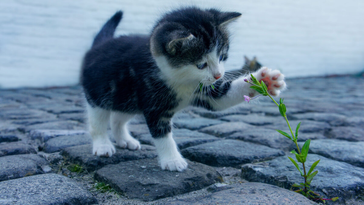 Chipplicht voor huiskatten vanaf 2026