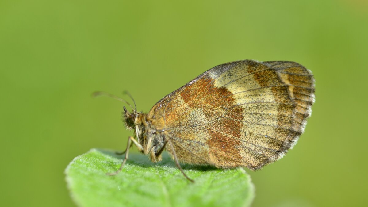 Instorting van ecosystemen nu het aantal vlinders halveert