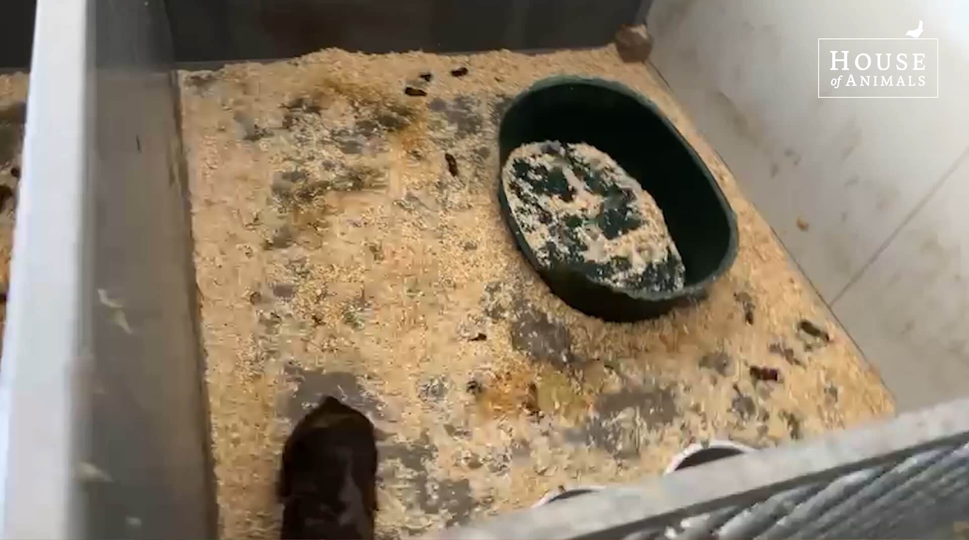 Dierenleed bij hondenfokker in Chaam