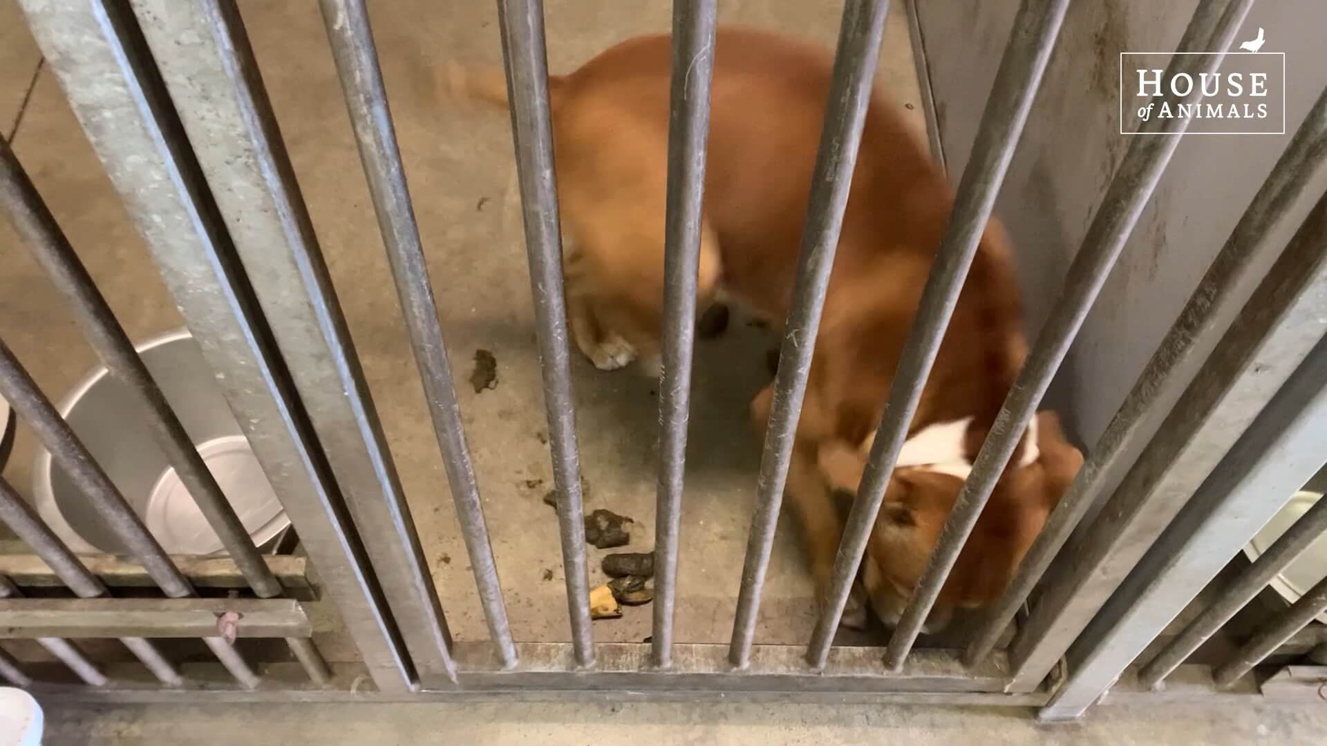 Dierenleed bij hondenfokker in Chaam