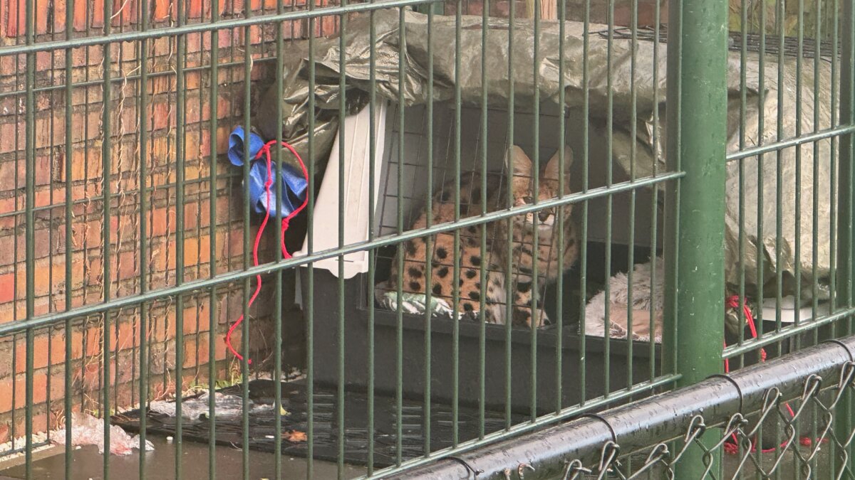 een serval in de kou