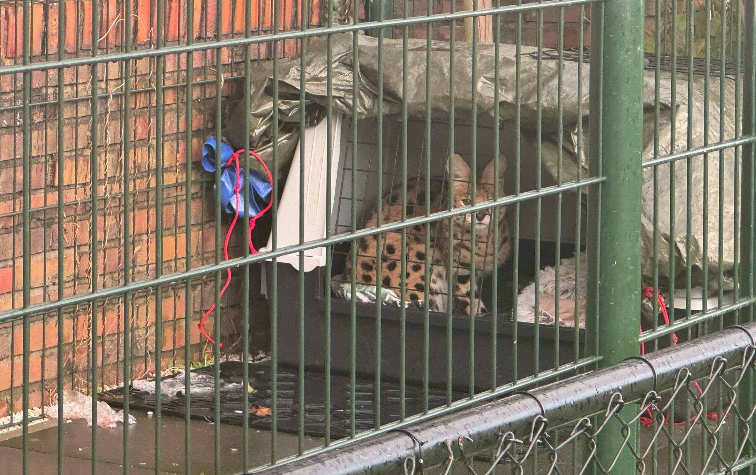 een serval in de kou