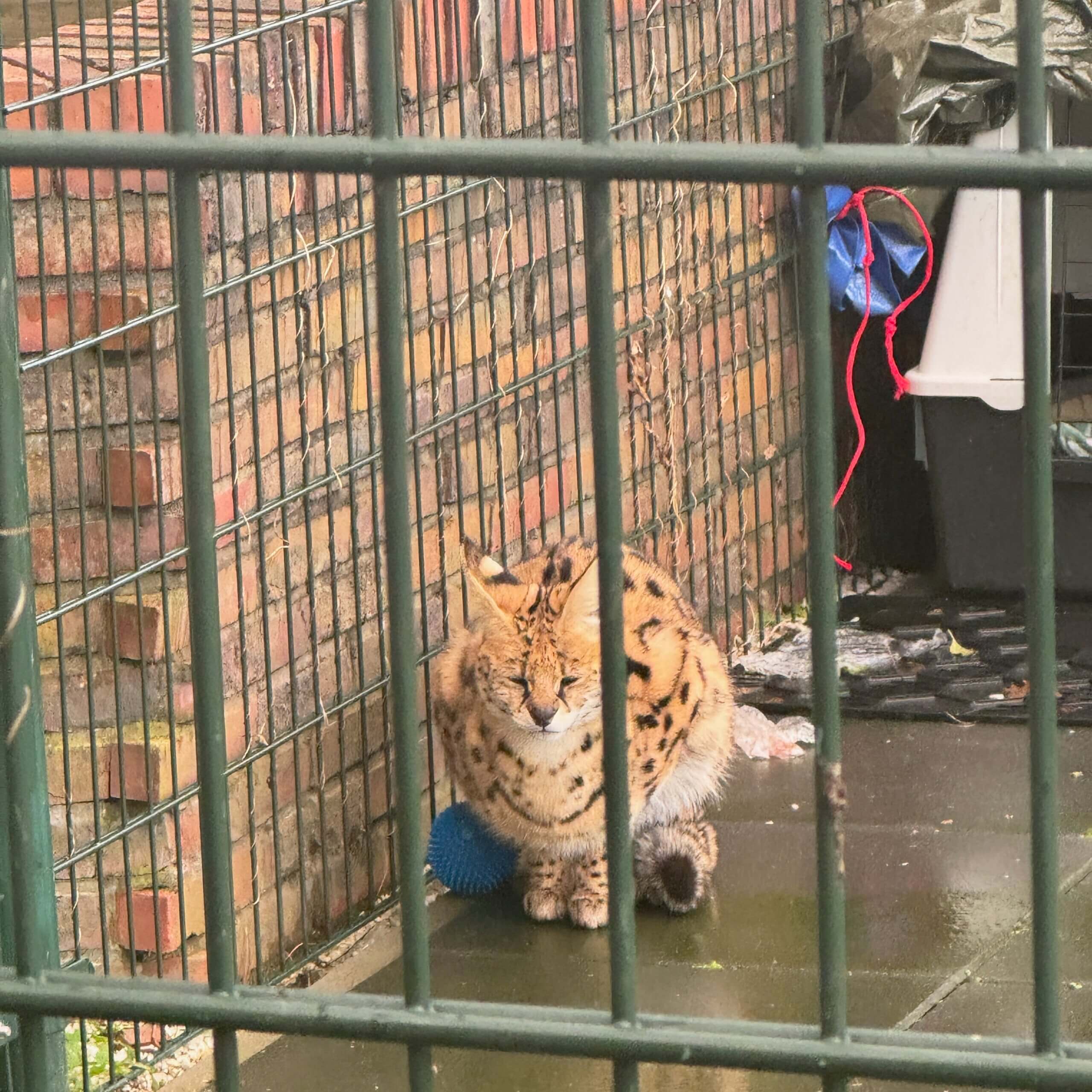 Serval in bewaring wegens ongeschikte behuizing