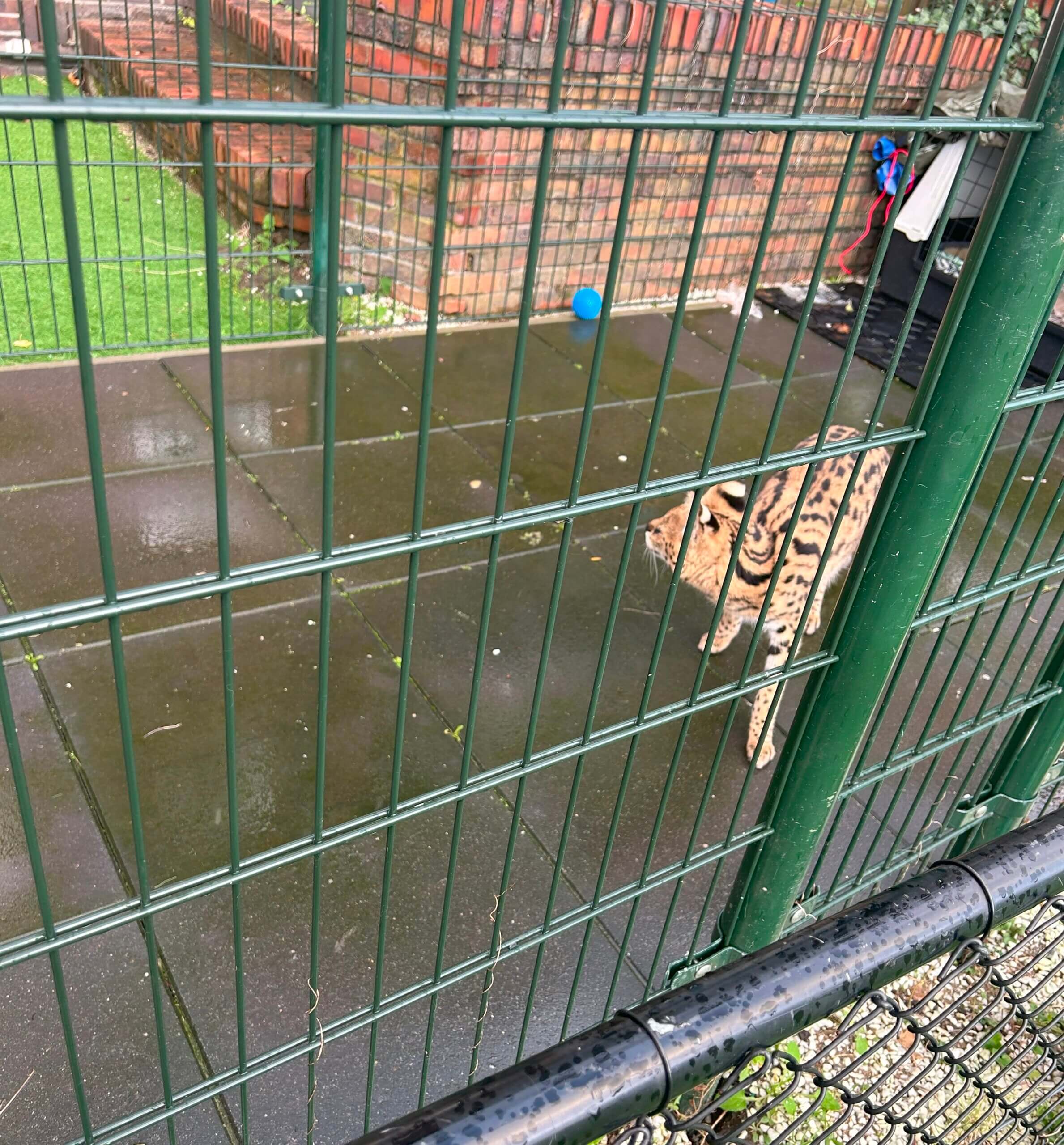 Serval in bewaring wegens ongeschikte behuizing