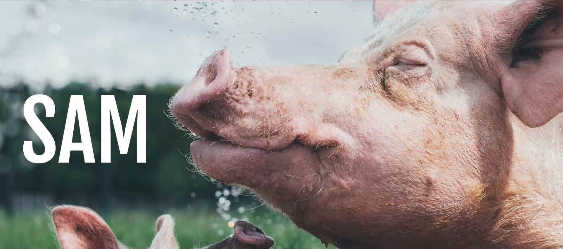 Documentaire SAM is een liefdesverklaring aan het varken