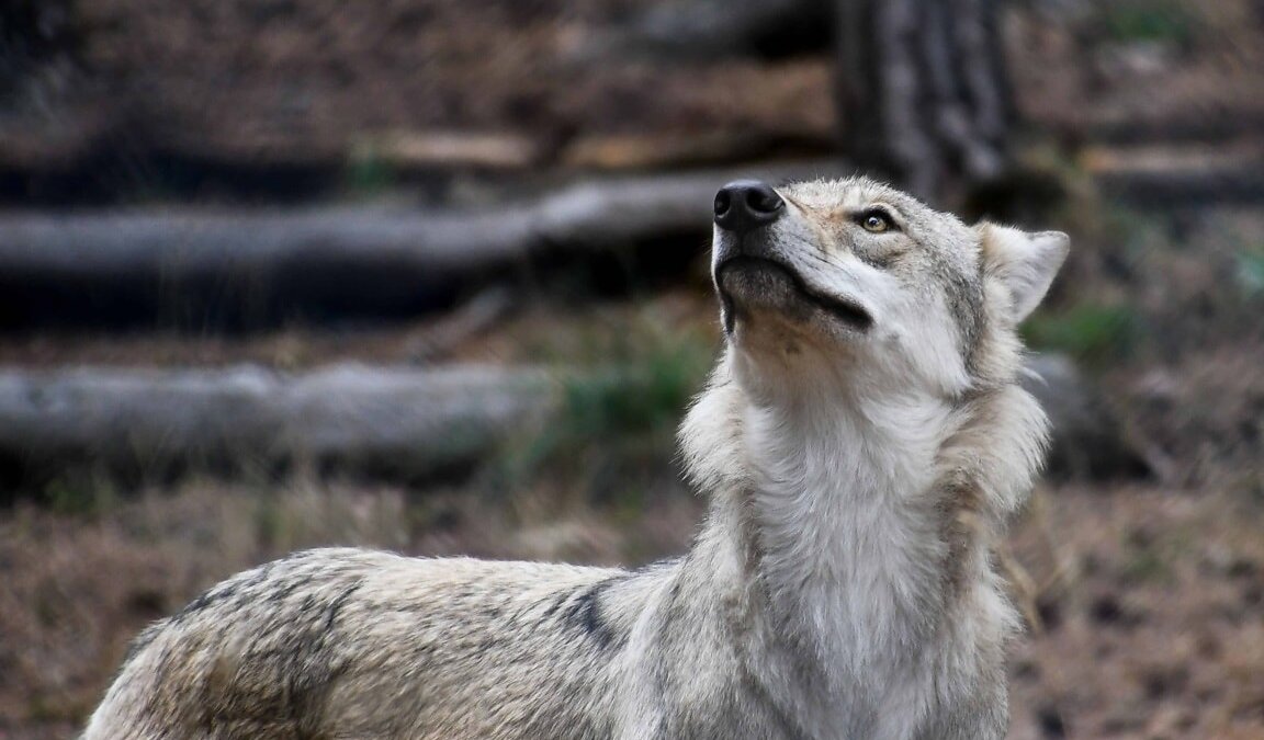 Eerste waarschuwing om slechte bescherming schapen tegen wolf
