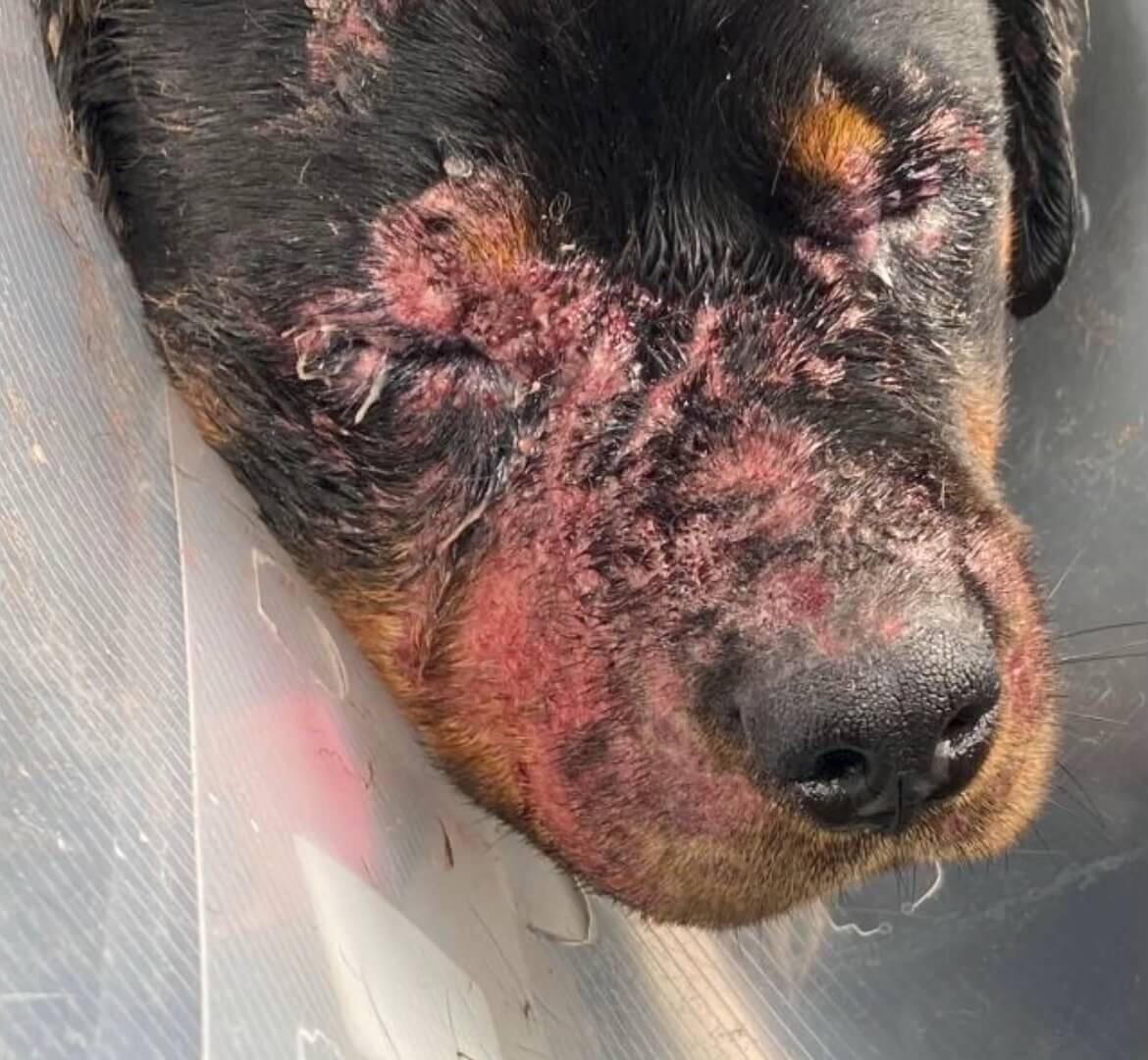 Zwaar toegetakelde hond na een verblijf in D'Aanloop