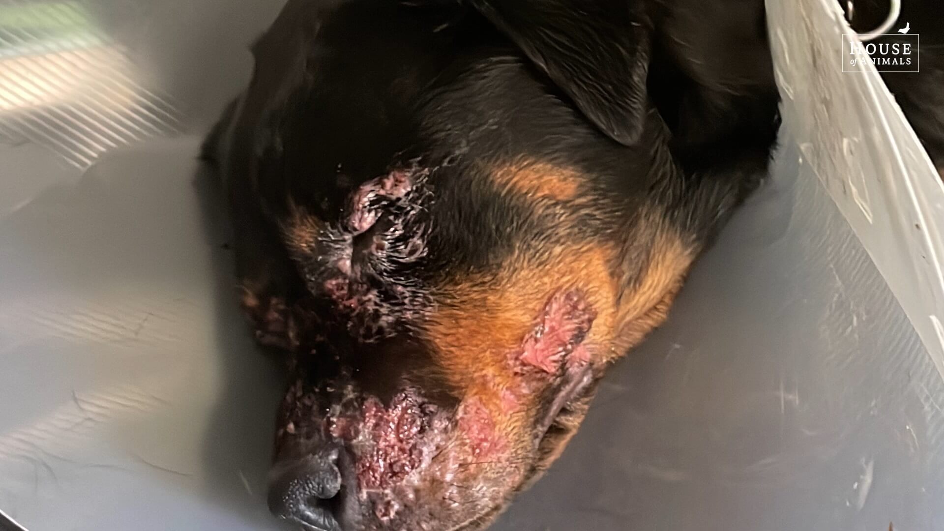 Zwaar toegetakelde hond na een verblijf in D'Aanloop