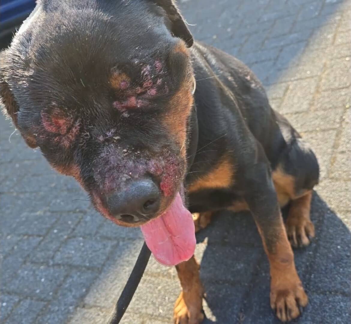 Dierenpension D'Aanloop in Darp definitief dicht