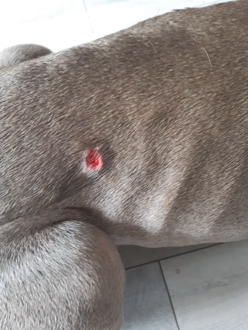 Open rugwond