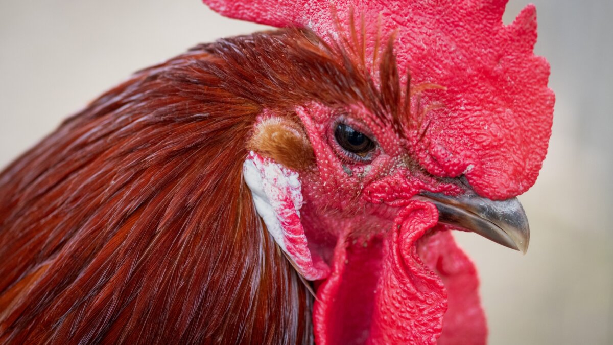 Einde opsluiting haan in mand tijdens Kallemooifeest lijkt nabij