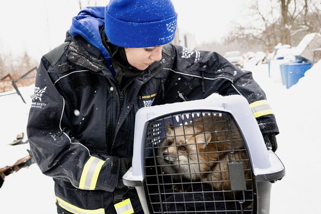 Geredde dieren uit bontfokkerij in Ohio maken het goed | Foto: Humane World for Animals