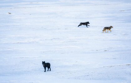 Wolven terug naar het wild en herstel roedel in Colorado
