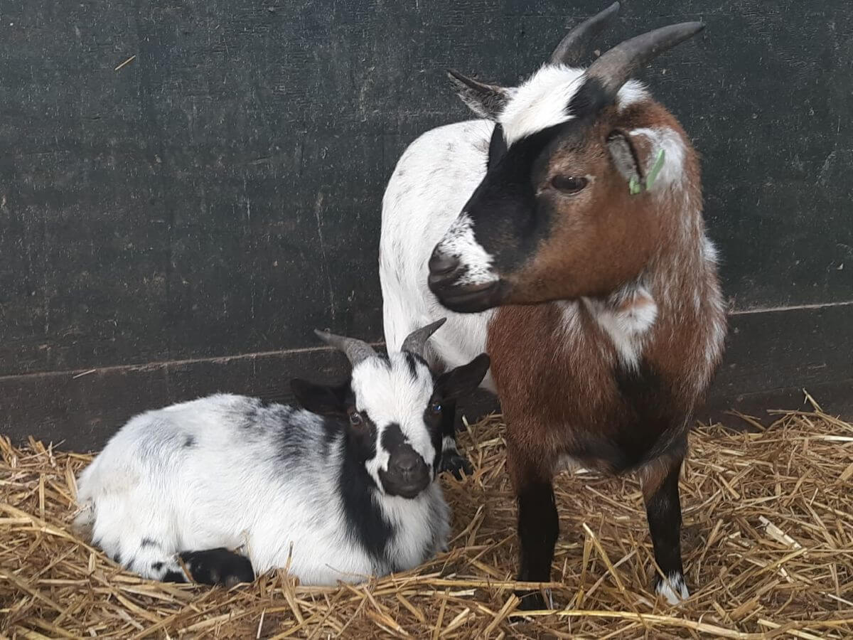 Brandbrief over onnodig doden van zeven geiten in Katwijk - Animals Today