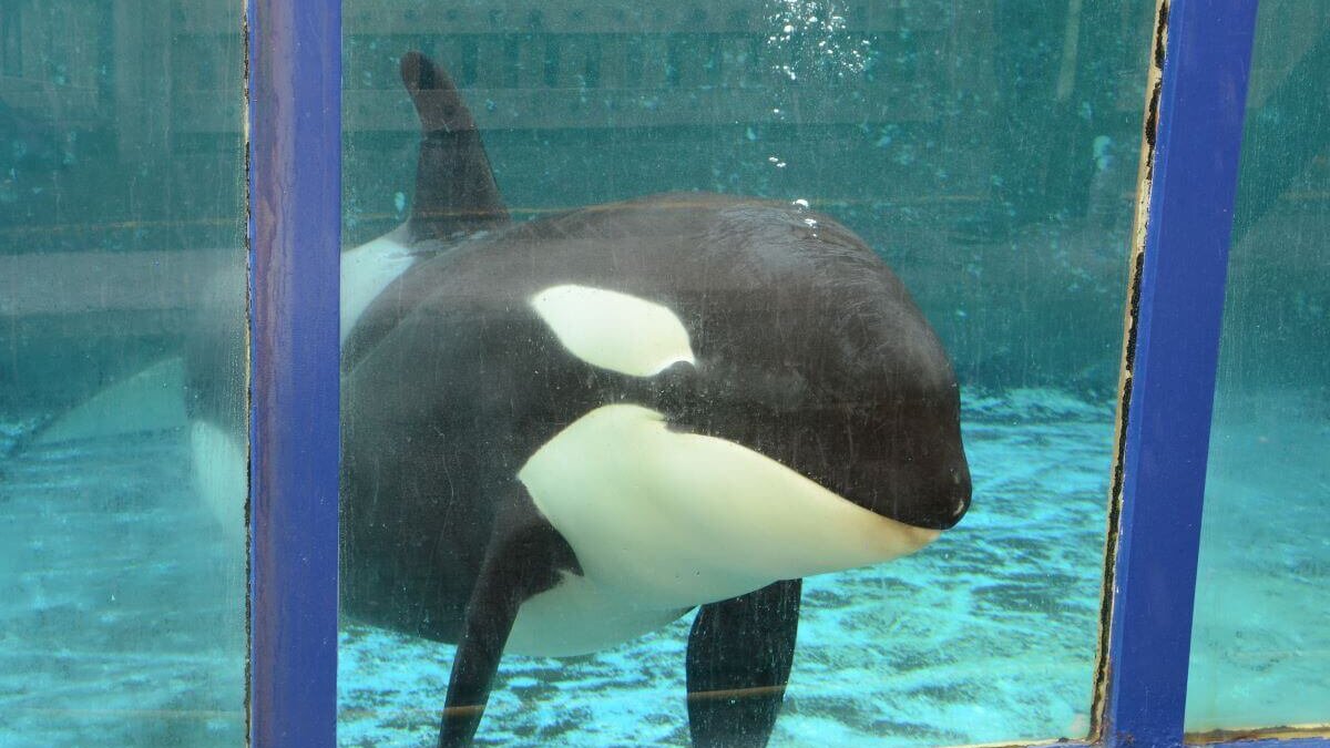 Orka Morgan is weer zwanger