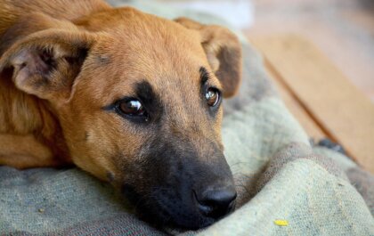 Dierenmishandeling is vaak een voorbode van geweld tegen mensen