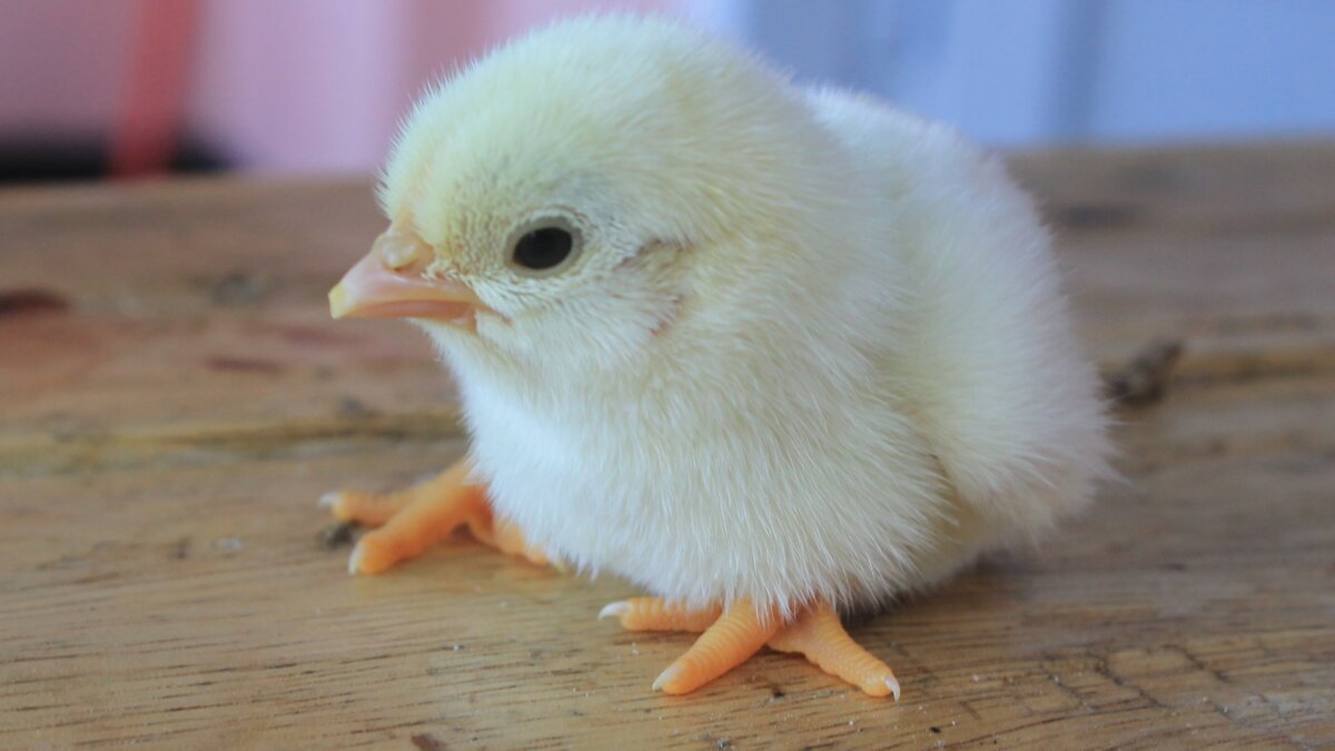 Broedmachines zijn niet educatief