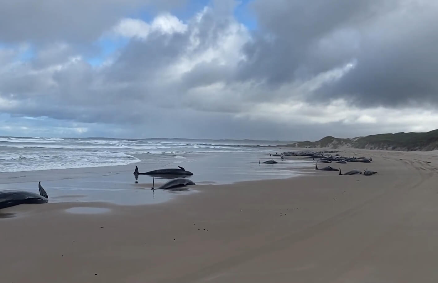 Redding 157 gestrande zwaardwalvissen Tasmanië mislukt