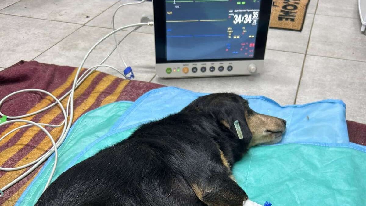 Nieuwe apparatuur voor Lucy’s noodhospitaal in Oekraïne