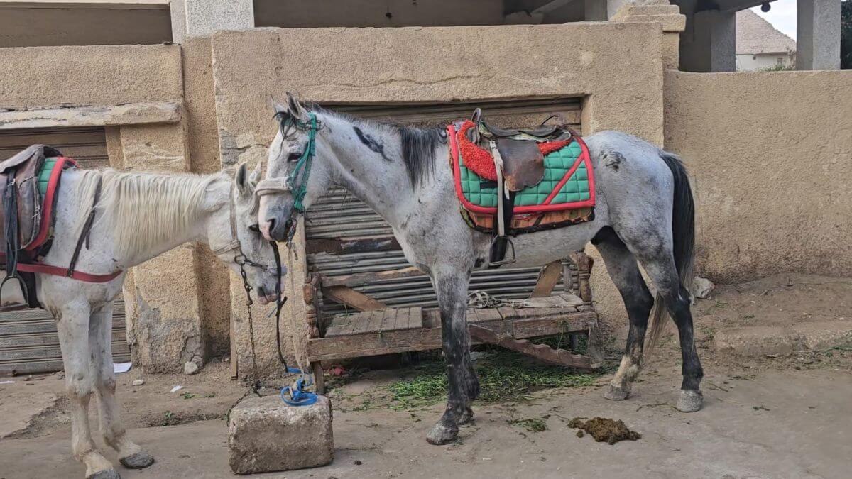 Toerisme veroorzaakt intens paardenleed in Egypte