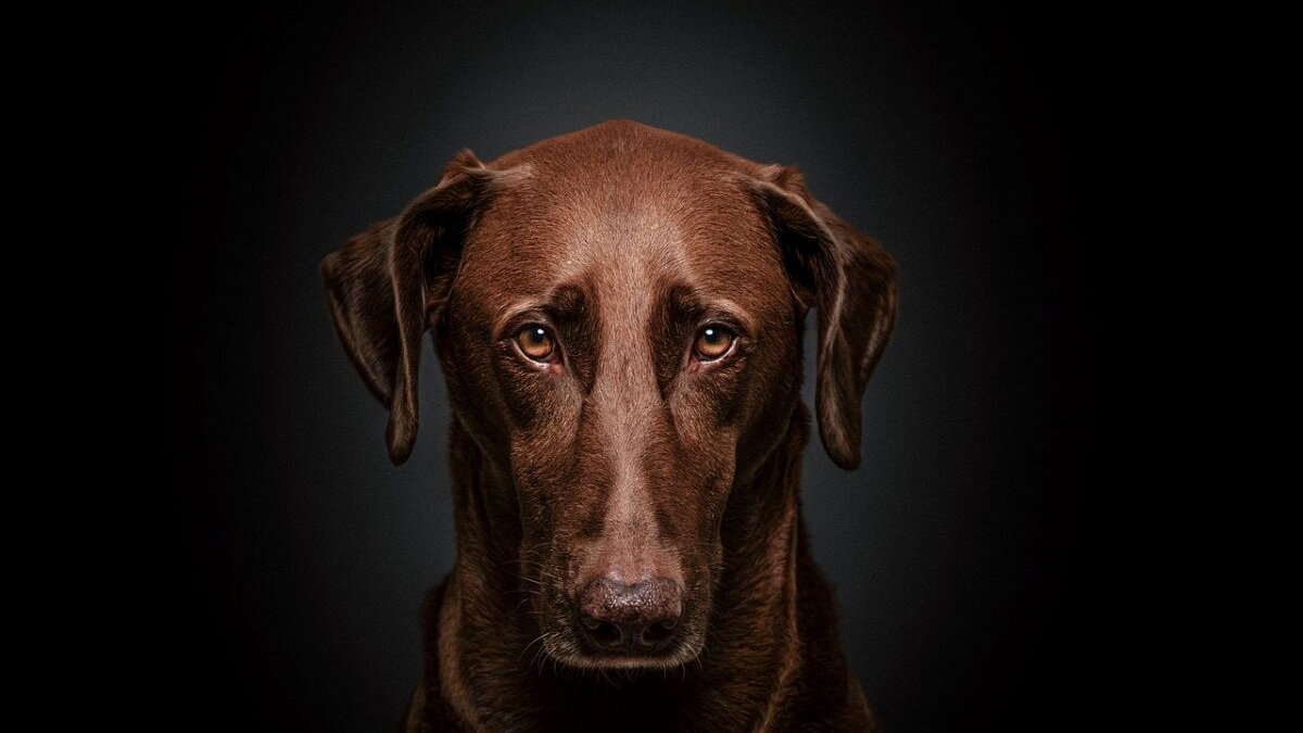 seksueel misbruik van dieren